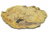 Hadrosaur Ossified Tendon and Gar Scale in Sandstone - Wyoming #370624-1